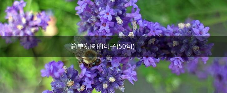 简单发圈的句子(50句),第1张
