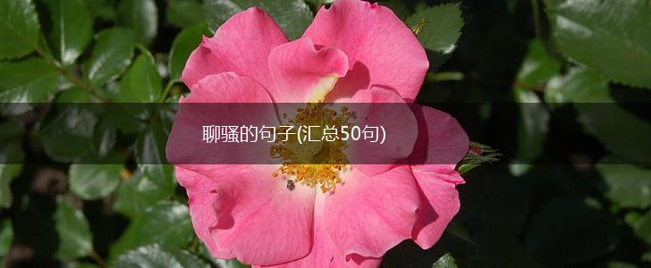 聊骚的句子(汇总50句),第1张