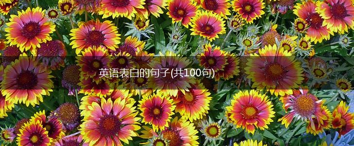 英语表白的句子(共100句),第1张