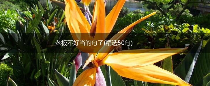 老板不好当的句子(精选50句),第1张