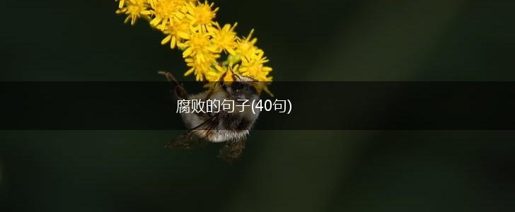 腐败的句子(40句),第1张