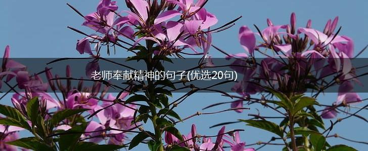 老师奉献精神的句子(优选20句),第1张