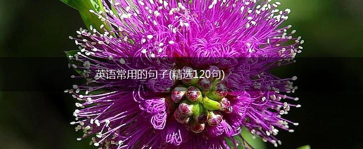 英语常用的句子(精选120句),第1张