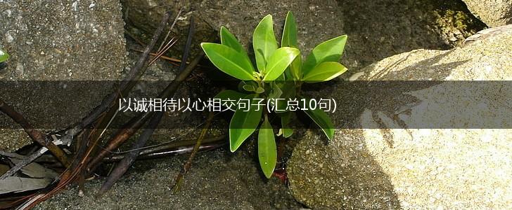 以诚相待以心相交句子(汇总10句),第1张