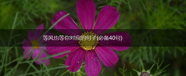 等风也等你对应的句子(必备40句),第1张