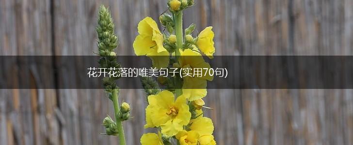花开花落的唯美句子(实用70句),第1张