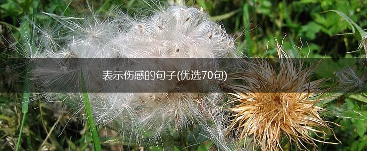 表示伤感的句子(优选70句),第1张
