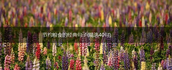 节约粮食的经典句子(精选40句),第1张