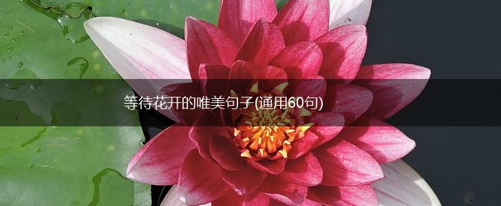 等待花开的唯美句子(通用60句),第1张