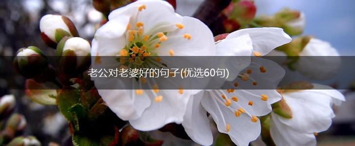 老公对老婆好的句子(优选60句),第1张