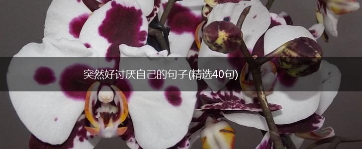 突然好讨厌自己的句子(精选40句),第1张