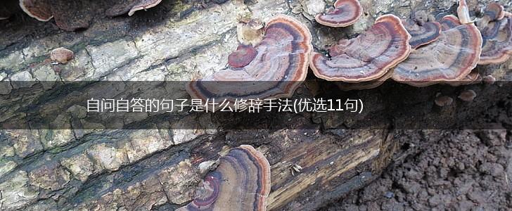 自问自答的句子是什么修辞手法(优选11句),第1张