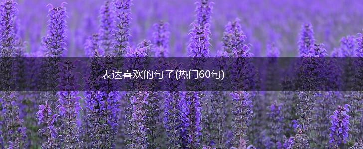 表达喜欢的句子(热门60句),第1张