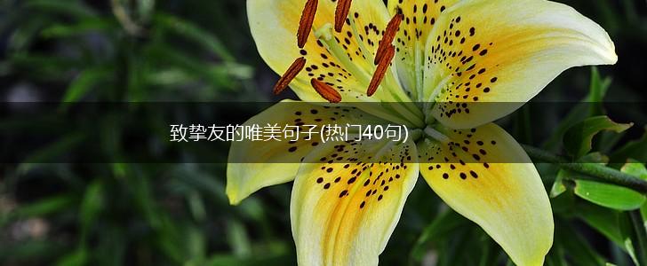 致挚友的唯美句子(热门40句),第1张