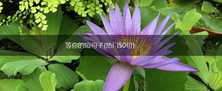 等你的短句子(热门50句),第1张