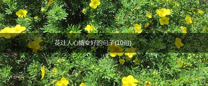 花让人心情变好的句子(10句),第1张