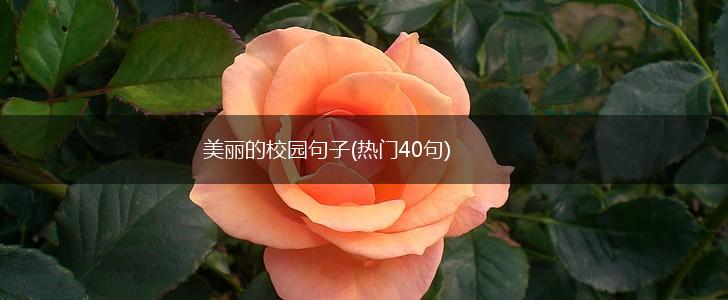 美丽的校园句子(热门40句),第1张