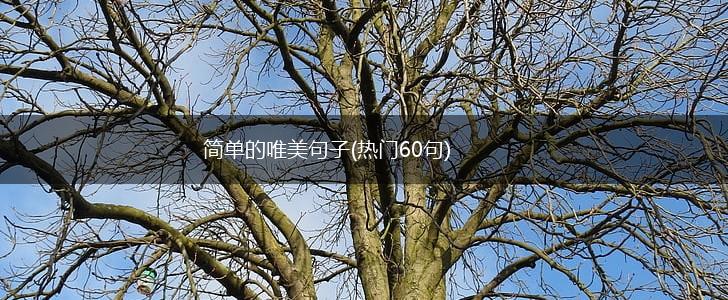 简单的唯美句子(热门60句),第1张