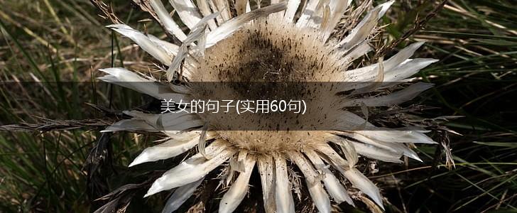 美女的句子(实用60句),第1张