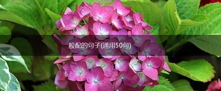 般配的句子(通用50句),第1张
