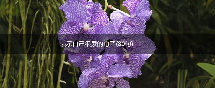 表示自己很累的句子(80句),第1张