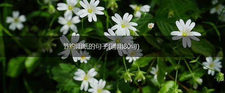 节约用纸的句子(通用80句),第1张
