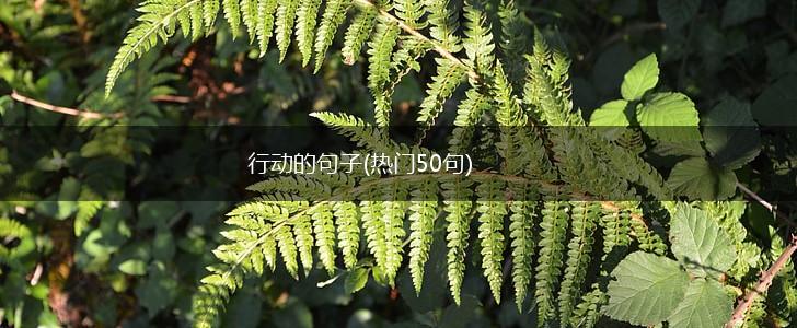 行动的句子(热门50句),第1张