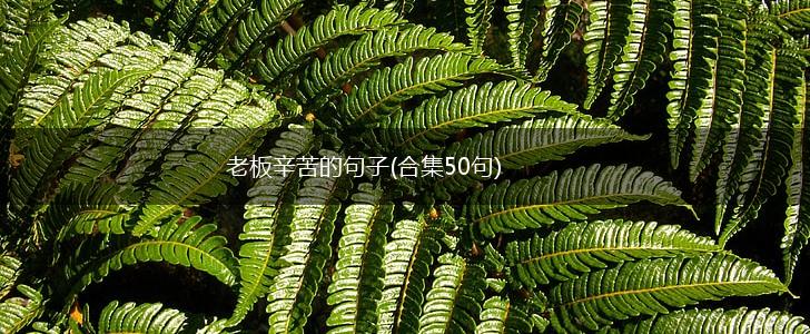 老板辛苦的句子(合集50句),第1张
