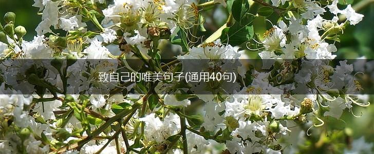 致自己的唯美句子(通用40句),第1张