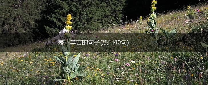 表示辛苦的句子(热门40句),第1张