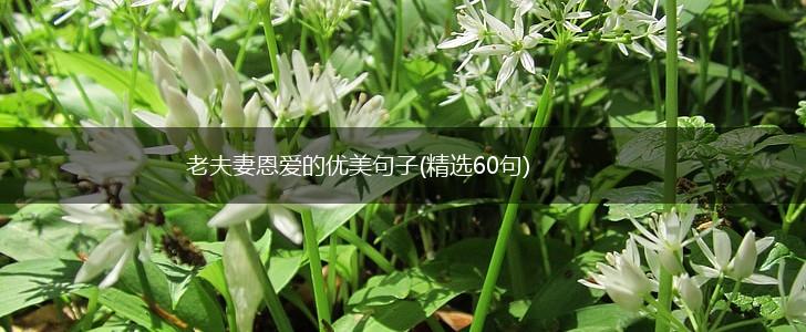 老夫妻恩爱的优美句子(精选60句),第1张