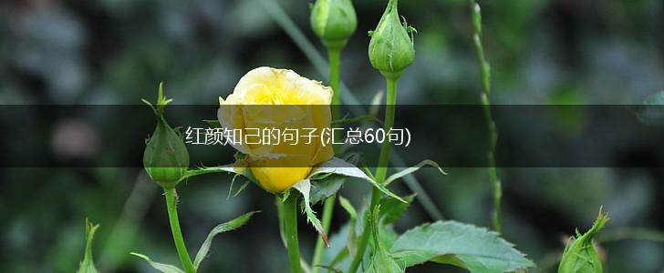 红颜知己的句子(汇总60句),第1张