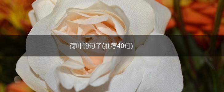 荷叶的句子(推荐40句),第1张