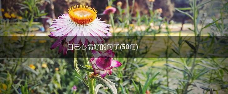 自己心情好的句子(50句),第1张