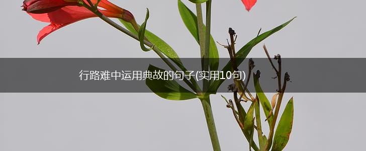 行路难中运用典故的句子(实用10句),第1张