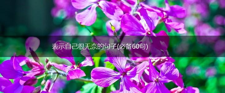 表示自己很无奈的句子(必备60句),第1张