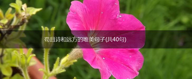 苟且诗和远方的唯美句子(共40句),第1张