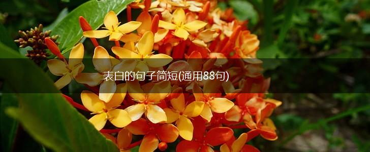 表白的句子简短(通用88句),第1张