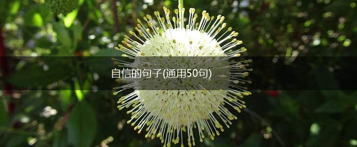 自信的句子(通用50句),第1张
