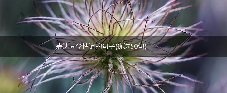 表达同学情谊的句子(优选50句),第1张
