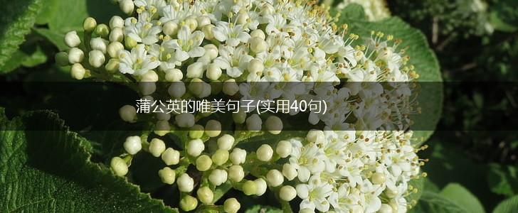 蒲公英的唯美句子(实用40句),第1张