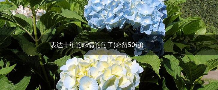 表达十年的感情的句子(必备50句),第1张