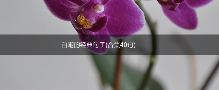 自嘲的经典句子(合集40句),第1张