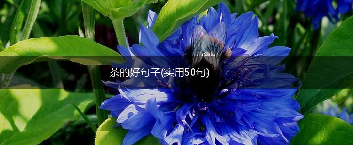 茶的好句子(实用50句),第1张