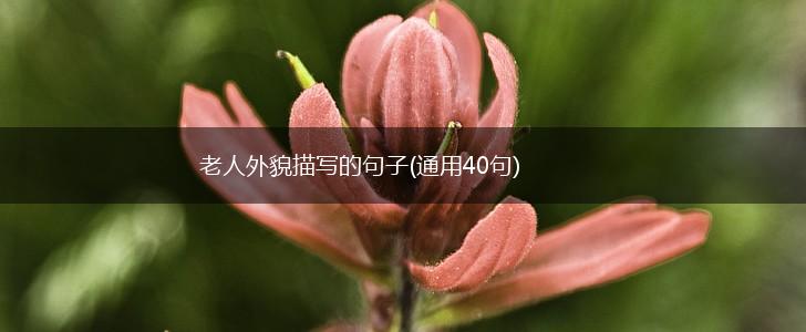 老人外貌描写的句子(通用40句),第1张