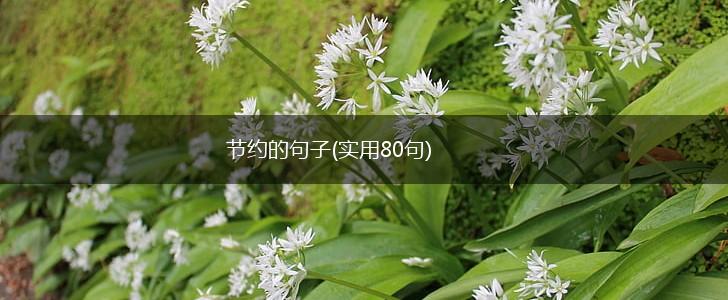 节约的句子(实用80句),第1张