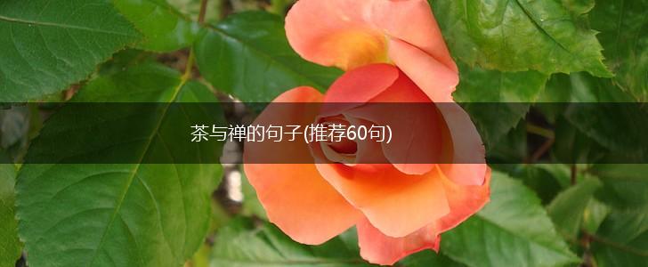 茶与禅的句子(推荐60句),第1张