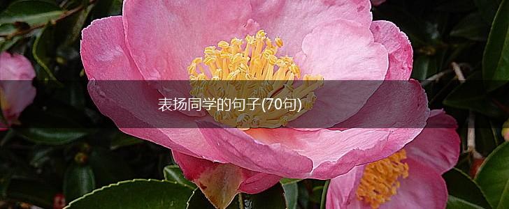 表扬同学的句子(70句),第1张