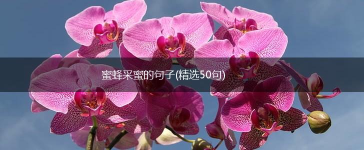蜜蜂采蜜的句子(精选50句),第1张