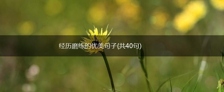 经历磨练的优美句子(共40句),第1张